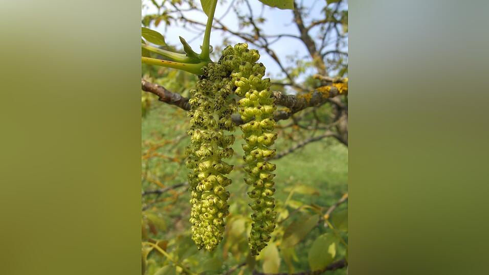 Die männlichen Blütenstände. Die männlichen Blütenstände.