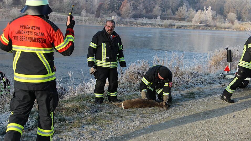 Die Feuerwehrleute tun, was sie können, aber für das Reh kommt die Hilfe zu spät. Die Feuerwehrleute tun, was sie können, aber für das Reh kommt die Hilfe zu spät.