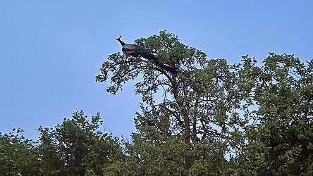 Auf Wanderschaft: Rund zwei Monate lang lebte Pfau Uwe bei der K&ouml;tztinger H&uuml;tte auf dem Kaitersberg. Mittlerweile ist das Tier in Hohenwarth unterwegs. &Uuml;bernachtet hat Uwe dort unter anderem auf dem Birnbaum im Garten von B&uuml;rgermeister Markus Schmidberger (Bild).