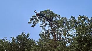 Auf Wanderschaft: Rund zwei Monate lang lebte Pfau Uwe bei der Kötztinger Hütte auf dem Kaitersberg. Mittlerweile ist das Tier in Hohenwarth unterwegs. Übernachtet hat Uwe dort unter anderem auf dem Birnbaum im Garten von Bürgermeister Markus Schmidberger (Bild). Auf Wanderschaft: Rund zwei Monate lang lebte Pfau Uwe bei der Kötztinger Hütte auf dem Kaitersberg. Mittlerweile ist das Tier in Hohenwarth unterwegs. Übernachtet hat Uwe dort unter anderem auf dem Birnbaum im Garten von Bürgermeister Markus Schmidberger (Bild).