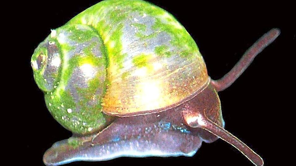 Die bayerische Zwergdeckelschnecke ist eigentlich fast schwarz, schimmert aber gr&uuml;nlich, weil sie mit Algen &uuml;berzogen ist. Angeblich hat sie seit der Ri&szlig;-Eiszeit am Brunnbach &uuml;berlebt.