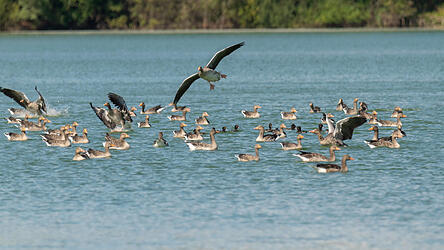 Zu Zeiten des Vogelzugs ist das Vogelgrippe-Infektionsgeschehen besonders hoch. Zu Zeiten des Vogelzugs ist das Vogelgrippe-Infektionsgeschehen besonders hoch.