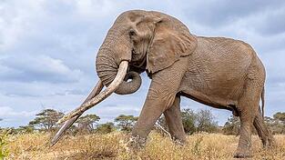 Craigs Stoßzähne waren über weite Entfernungen in den Savannen und Feuchtgebieten sichtbar. (Archivbild) Craigs Stoßzähne waren über weite Entfernungen in den Savannen und Feuchtgebieten sichtbar. (Archivbild)