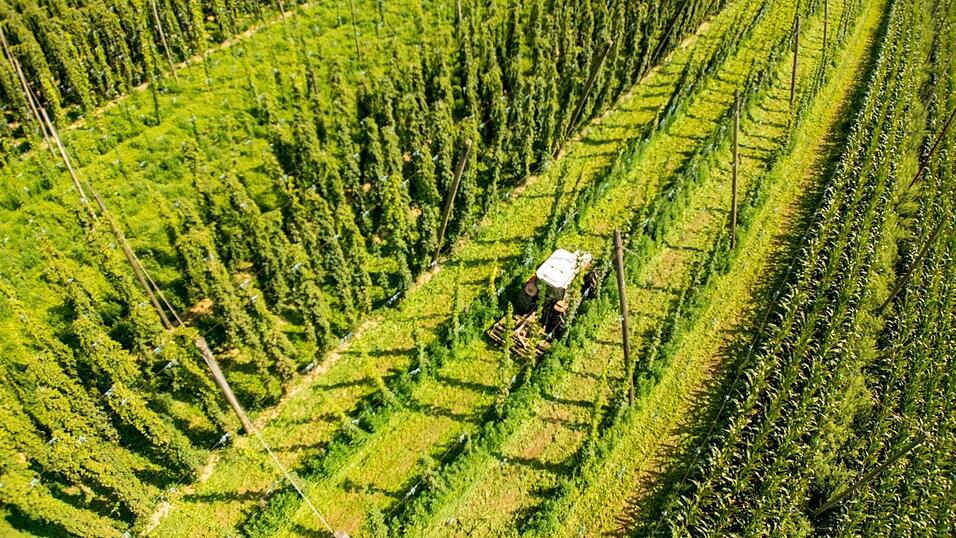 «Wer sich rechtzeitig anpasst, kann gestärkt aus dieser Phase hervorgehen», ist der Vorsitzende des Deutschen Hopfenwirtschaftsverbands, Pascal Piroué, überzeugt. (Archivbild) «Wer sich rechtzeitig anpasst, kann gestärkt aus dieser Phase hervorgehen», ist der Vorsitzende des Deutschen Hopfenwirtschaftsverbands, Pascal Piroué, überzeugt. (Archivbild)