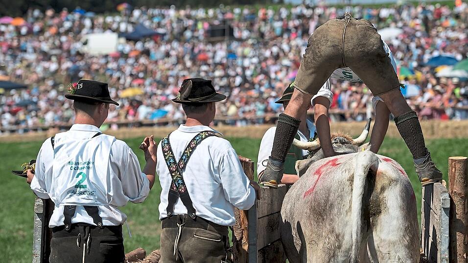Das Hadorfer Ochsenrennen ist in Oberbayern nicht das einzige: In Münsing (Kreis Bad Tölz-Wolfratshausen) am Starnberger See etwa gibt es schon seit 1996 ein Ochsenrennen, das alle vier Jahre stattfindet. Das Hadorfer Ochsenrennen ist in Oberbayern nicht das einzige: In Münsing (Kreis Bad Tölz-Wolfratshausen) am Starnberger See etwa gibt es schon seit 1996 ein Ochsenrennen, das alle vier Jahre stattfindet.