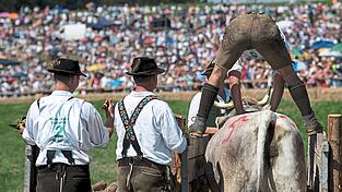 Das Hadorfer Ochsenrennen ist in Oberbayern nicht das einzige: In Münsing (Kreis Bad Tölz-Wolfratshausen) am Starnberger See etwa gibt es schon seit 1996 ein Ochsenrennen, das alle vier Jahre stattfindet. Das Hadorfer Ochsenrennen ist in Oberbayern nicht das einzige: In Münsing (Kreis Bad Tölz-Wolfratshausen) am Starnberger See etwa gibt es schon seit 1996 ein Ochsenrennen, das alle vier Jahre stattfindet.