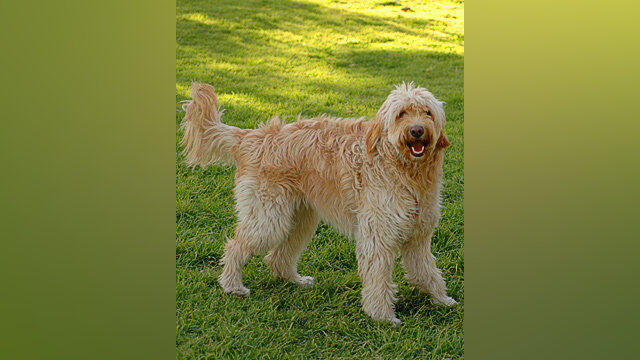 Ein Labradoodle ist eine Mischung aus Labrador und Pudel (engl.: poodle) (Foto: Ywoolf) Ein Labradoodle ist eine Mischung aus Labrador und Pudel (engl.: poodle) (Foto: Ywoolf)