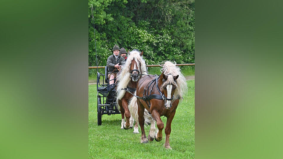 Bei der selten zu sehenden Tandemanspannung gehen die Pferde hintereinander. Bei der selten zu sehenden Tandemanspannung gehen die Pferde hintereinander.