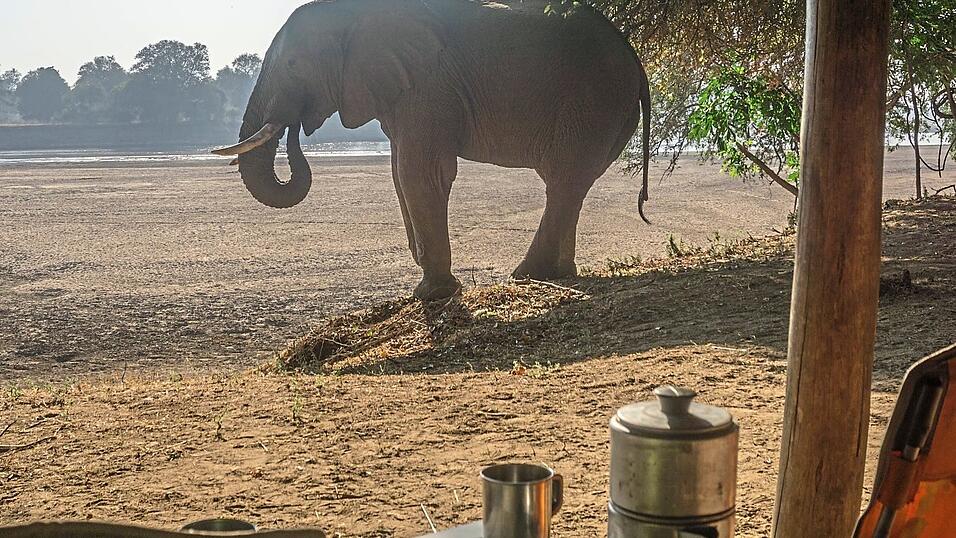 Ein Elefant frühstückt mit den Wilflings im Camp.