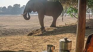 Ein Elefant frühstückt mit den Wilflings im Camp.