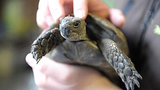 Die Schildkröte konnte schnell in die Obhut ihres Besitzers zurückkehren. (Symbolbild) Die Schildkröte konnte schnell in die Obhut ihres Besitzers zurückkehren. (Symbolbild)