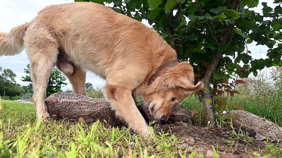 Hunde bekommen bei der Trüffelernte zum Einsatz - hier ist ein Golden Retriever Trüffelspürhund in Baden-Württemberg. (Archivbild)