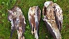 Zwei vergiftete Rotmilane und ein toter Mäusebussard. Funde wie dieser sind in Ostbayern in den letzten Jahren nicht selten gewesen.
