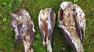 Zwei vergiftete Rotmilane und ein toter Mäusebussard. Funde wie dieser sind in Ostbayern in den letzten Jahren nicht selten gewesen.