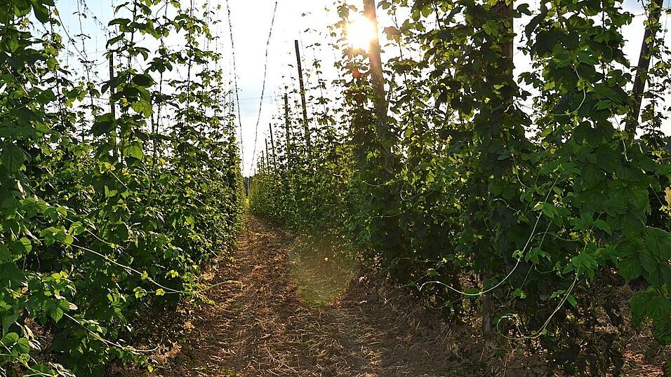 Zum üblichen Termin an 'Johanni', dem 24. Juni, wird der Hopfen in der Hallertau die Gerüsthöhe von rund sieben Metern erreicht haben. Zum üblichen Termin an 'Johanni', dem 24. Juni, wird der Hopfen in der Hallertau die Gerüsthöhe von rund sieben Metern erreicht haben.