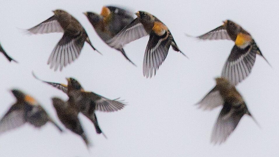 Der Bergfink brütet in Nord- und Osteuropa. Im Winter ist er oft in Bayern zu Gast. Der Bergfink brütet in Nord- und Osteuropa. Im Winter ist er oft in Bayern zu Gast.