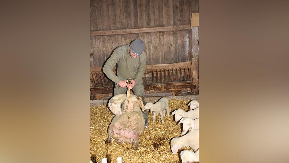 Auch Klauenpflege ist wichtig Auch Klauenpflege ist wichtig