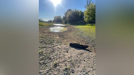 Das Baggerloch-Altwasser am Pillmoos-Nordrand im Sommer 2026 bei extremem Niedrigwasserstand der Donau.