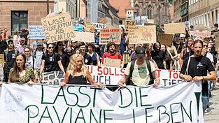 Die Aufregung ist groß, seitdem der Tiergarten im Februar 2024 angekündigt hat, einige seiner Guinea-Paviane aus Platzmangel töten zu wollen.