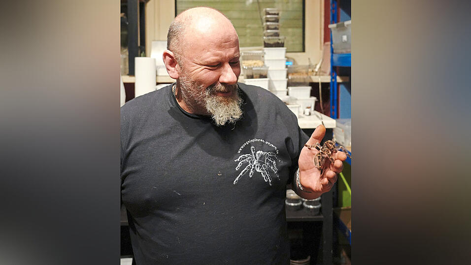 Vor etwa 30 Jahren hatte Jürgen Obster seine erste Vogelspinne. Mittlerweile hat sich diese Zahl vertausendfacht. Vor etwa 30 Jahren hatte Jürgen Obster seine erste Vogelspinne. Mittlerweile hat sich diese Zahl vertausendfacht.