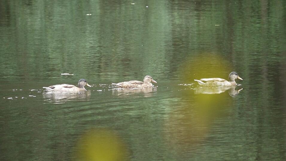 Wunderschönes Ausflugsziel in Passau: die Halser Ilzschleifen. Wunderschönes Ausflugsziel in Passau: die Halser Ilzschleifen.