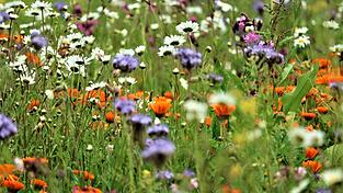 Geht es den Tier- und Pflanzenarten auf der Erde gut, wirkt sich das auch auf den Klimaschutz aus.