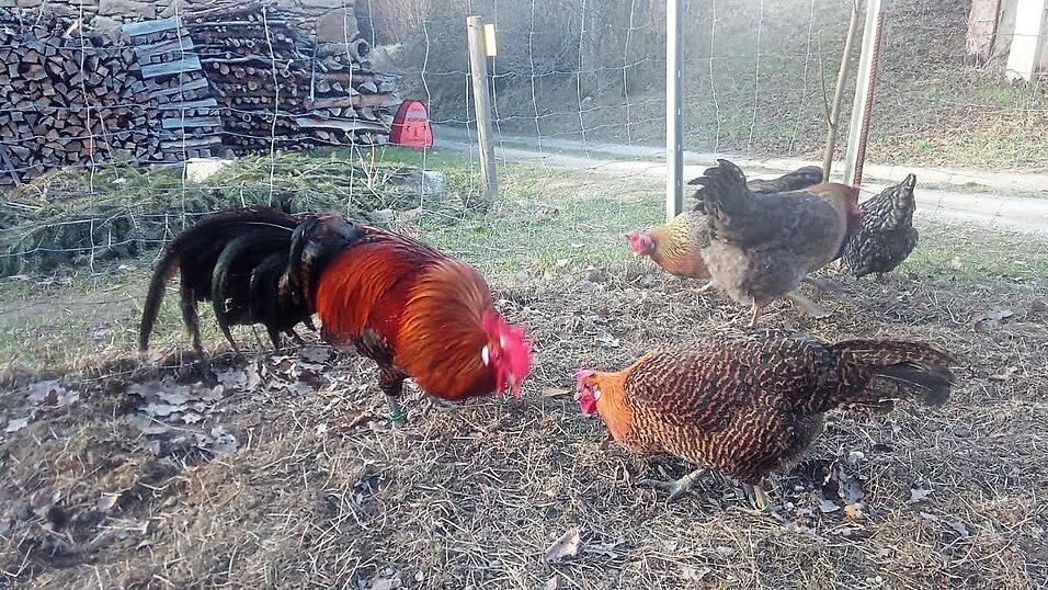 Die Rasse gilt als wetterfeste Selbstversorger bei entsprechener Gr&ouml;&szlig;e des Auslaufes. :.
