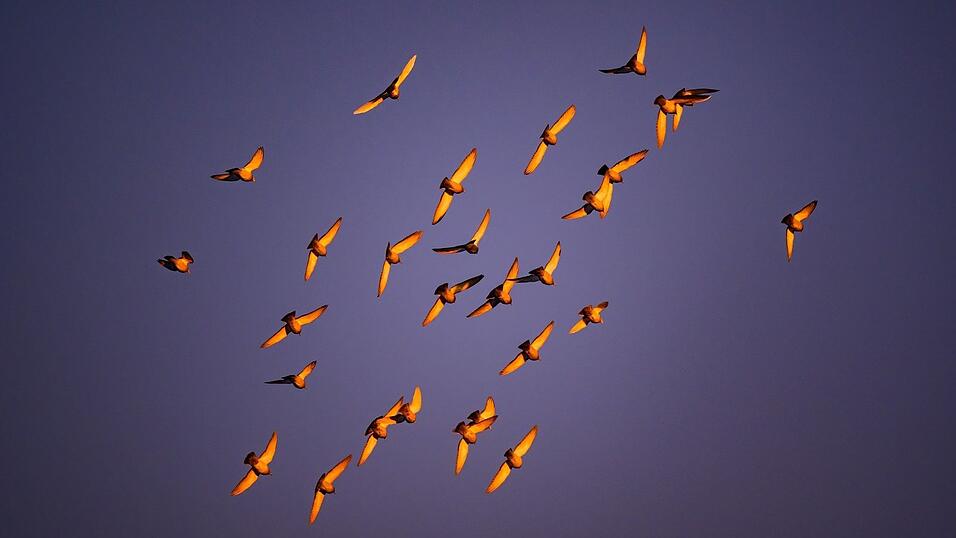 In der D&auml;mmerung stimmen viele Vogelarten zum Morgenkonzert ein. (Archivbild)