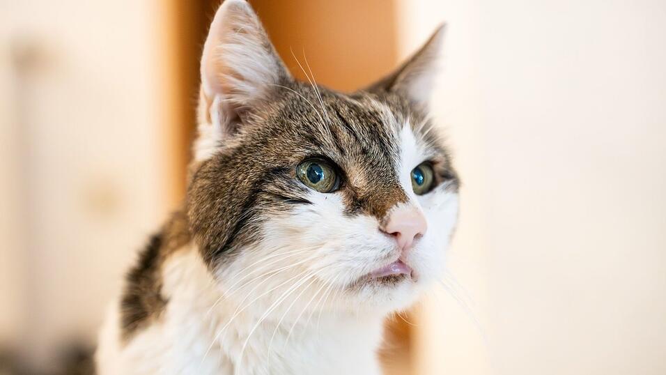 Katzen sollen auch in Amsterdam sicher wieder nach Hause kommen. (Symbolbild)