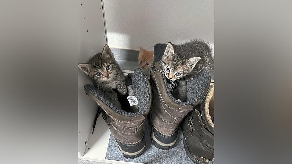 Die Kitten wurden aus Platzgr&uuml;nden privat untergebracht.
