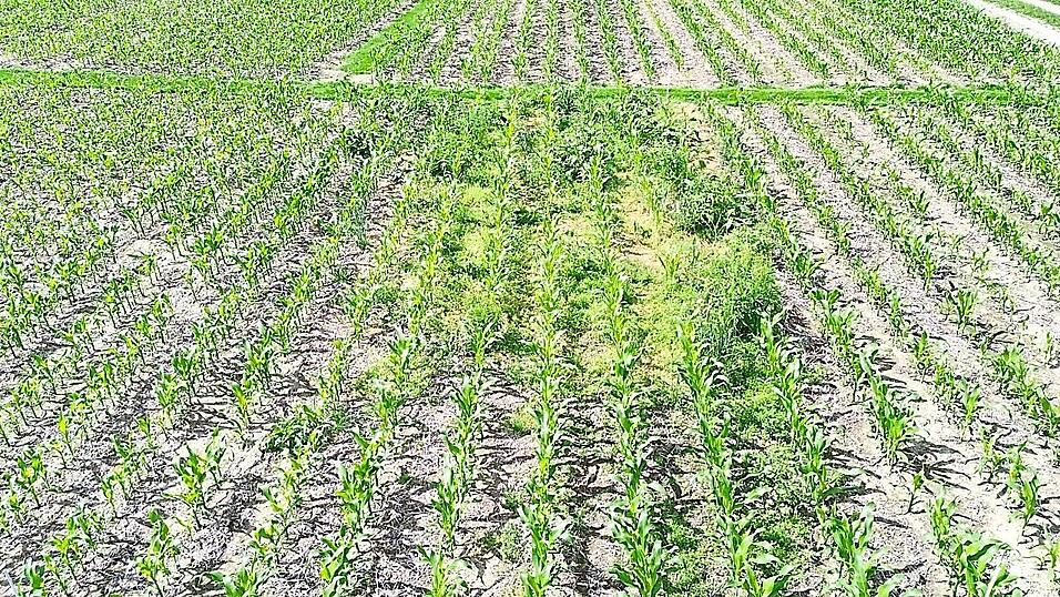 &bdquo;Spritzfenster&ldquo;-Versuch auf dem Maisfeld: Der unbehandelte Bereich zeigt die Entwicklung von Beikr&auml;utern, wenn auf Einsatz von Herbiziden verzichtet wird.