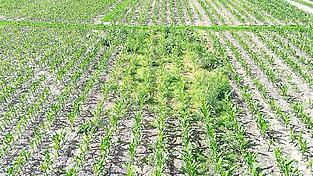 &bdquo;Spritzfenster&ldquo;-Versuch auf dem Maisfeld: Der unbehandelte Bereich zeigt die Entwicklung von Beikr&auml;utern, wenn auf Einsatz von Herbiziden verzichtet wird.