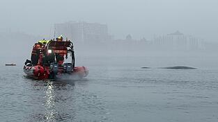 Seenotretter vor der polnischen Ostseek&uuml;ste n&auml;hern sich einem Buckelwal, der sich in einem Fischernetz verfangen hat.