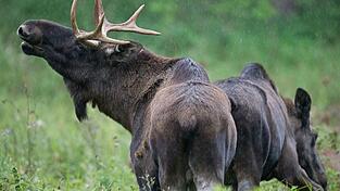 In der N&auml;he von Deggendorf soll ein Elch umherstreifen. (Symbolbild)