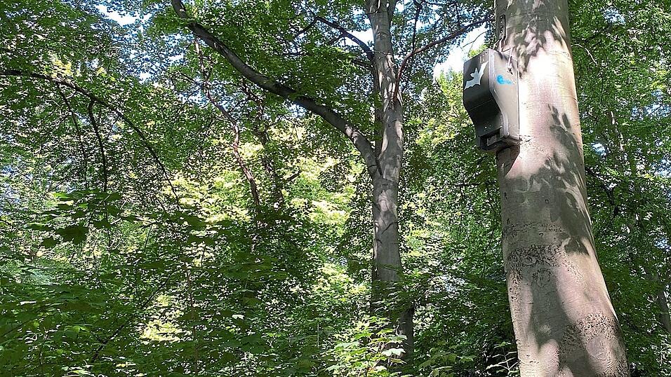 Hoch in den alten B&auml;umen hat der LBV in den Fr&uuml;hlingsanlagen Fledermausk&auml;sten aufgeh&auml;ngt. Dort k&ouml;nnen die Tiere schlafen und ihre Babys stillen
