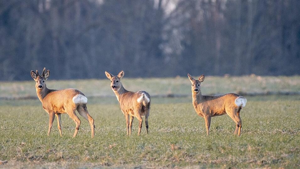Rehe stehen bei Sonnenaufgang auf einem Acker. Weil sie gerne junge B&auml;umchen anknabbern, gibt es im Landkreis viel Verbiss.