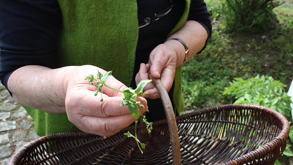 Die Vogelmiere eignet sich ebenso besonders gut f&uuml;r Suppen. sie schmeckt nach Mais.