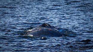 Es handelt sich um einen zehn bis zwölf Meter langen Finnwal. Es handelt sich um einen zehn bis zwölf Meter langen Finnwal.