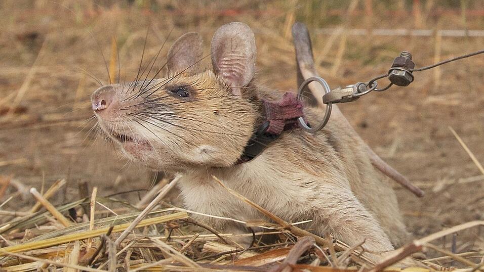 Magawa war ein wahrer Meisterschn&uuml;ffler, wenn es um Minen ging. (Archivbild)