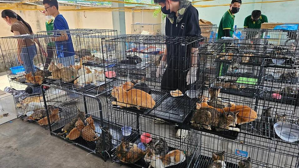 Die beschlagnahmten Katzen haben seelisch und k&ouml;rperlich viel durchgemacht.