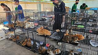 Die beschlagnahmten Katzen haben seelisch und körperlich viel durchgemacht. Die beschlagnahmten Katzen haben seelisch und körperlich viel durchgemacht.
