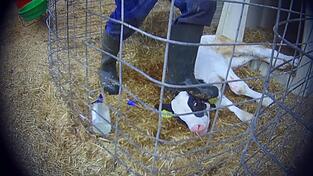 Ein Mann, laut 'Soko Tierschutz' Mitarbeiter des Milchviehbetriebs in Bad Grönenbach, tritt einem kranken Kalb gegen den Kopf.