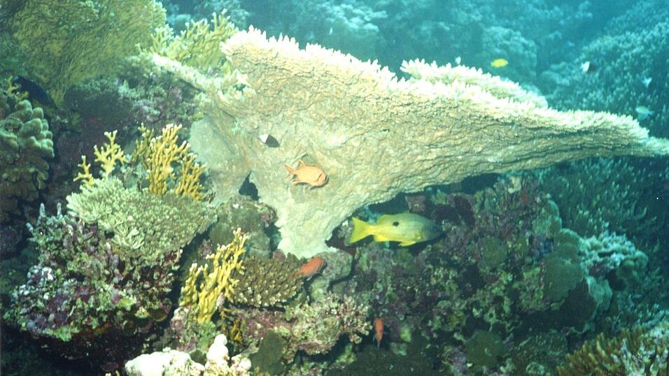 Eine Tellerkoralle auf den Malediven. Eine Tellerkoralle auf den Malediven.