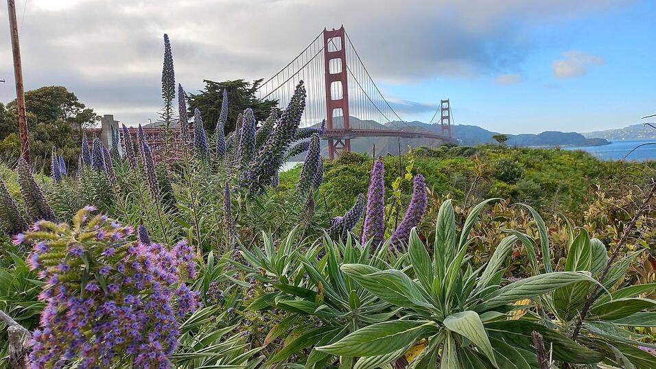 Die ersten Tage in den USA verbrachte Kati Auerswald in San Francisco und Umgebung in Kalifornien.