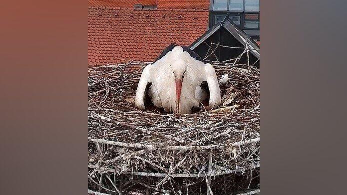 Die Webcam von Sport Erdl l&auml;sst am Aufwachsen des Storchennachwuchses teilhaben.