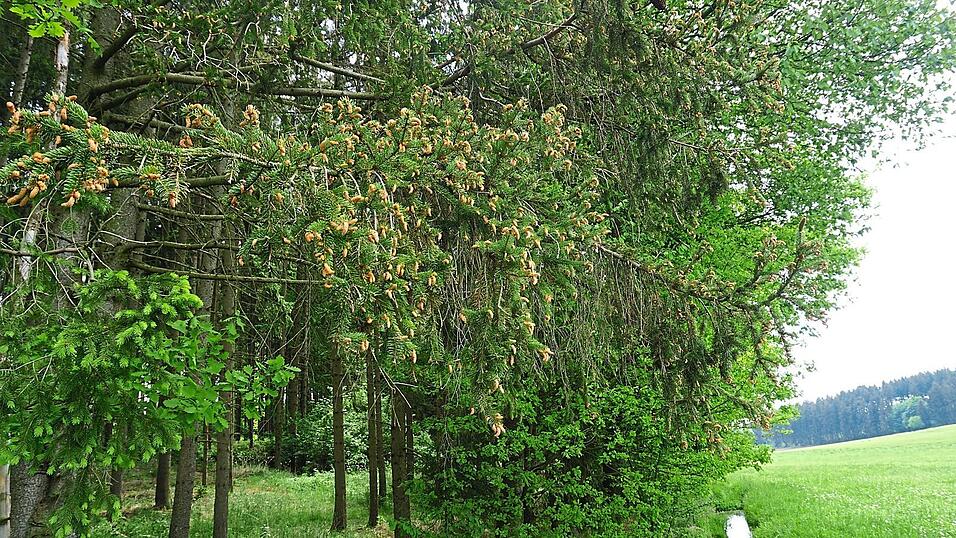 Der Blütenstaub der Fichten wird kilometerweit vom Wind weggetragen. Der Blütenstaub der Fichten wird kilometerweit vom Wind weggetragen.