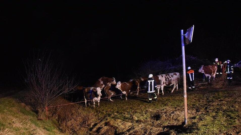 Bei einem Brand auf einem Bauernhof im Landkreis Deggendorf kamen mehrere Rinder ums Leben.