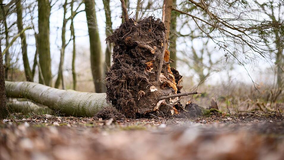 Der umgest&uuml;rzte Baum im Waldst&uuml;ck s&uuml;d&ouml;stlich von Flensburg.