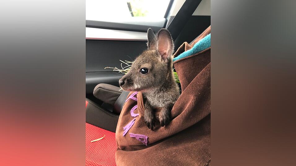 In ihrem Ausgeh-Beutel fährt Wyuna auch im Auto mit. In ihrem Ausgeh-Beutel fährt Wyuna auch im Auto mit.