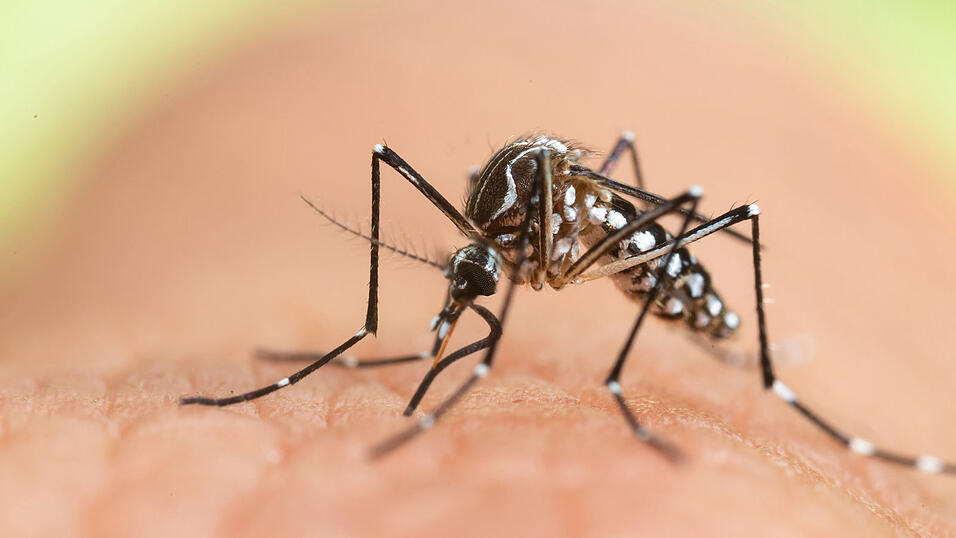 Vermehrt kommen auch invasive Arten, etwa die Asiatische Tigermücke, im Landkreis vor. Ihre Stiche verursachen nicht nur einen unangenehmen Juckreiz sondern können auch tropische Krankheiten wie Malaria übertragen. Vermehrt kommen auch invasive Arten, etwa die Asiatische Tigermücke, im Landkreis vor. Ihre Stiche verursachen nicht nur einen unangenehmen Juckreiz sondern können auch tropische Krankheiten wie Malaria übertragen.